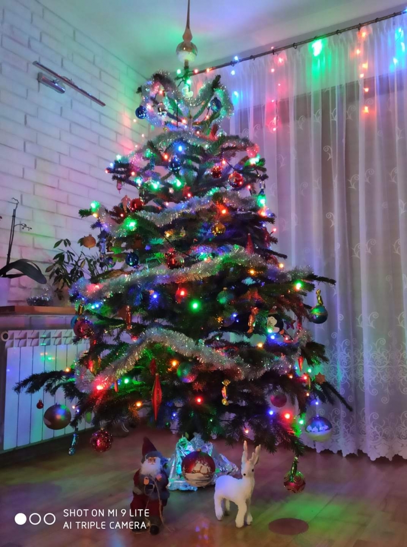 36/105 Piękne choinki czytelników portalu gorzowianin.com