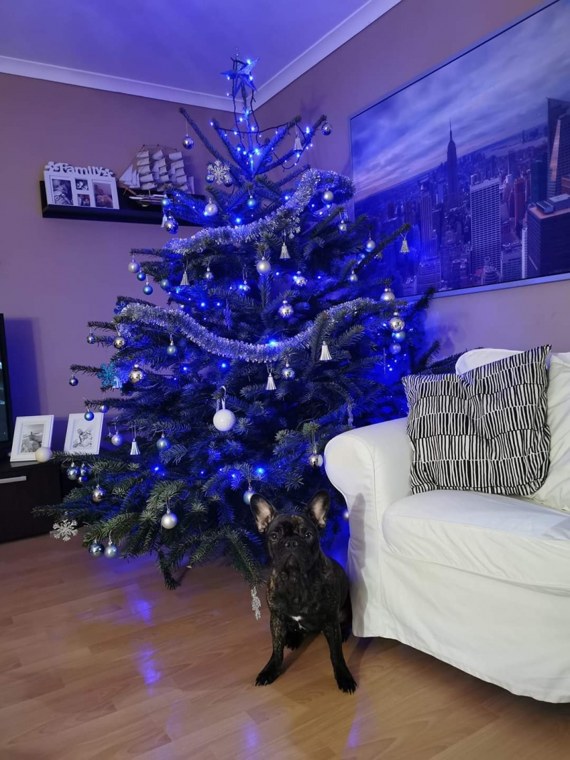 69/105 Piękne choinki czytelników portalu gorzowianin.com