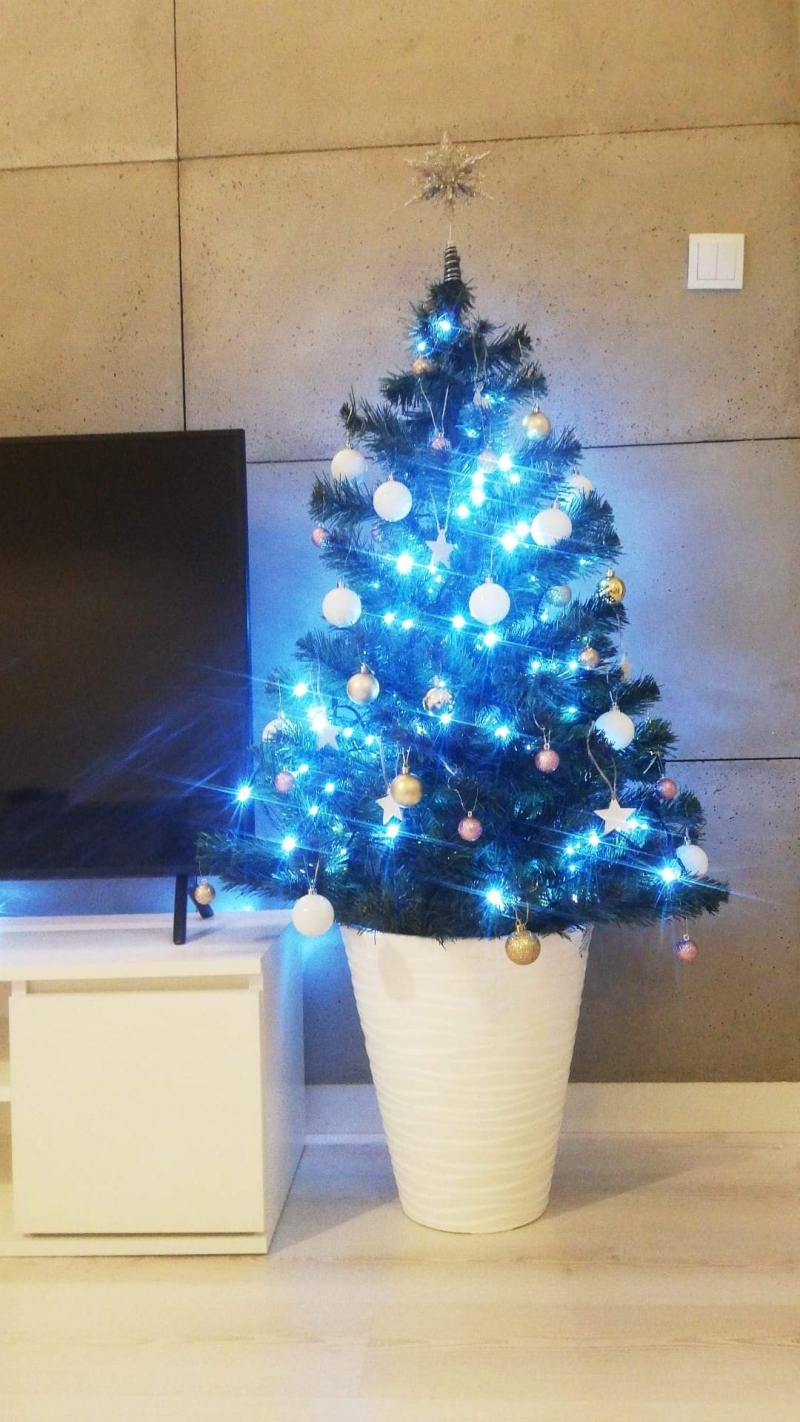 80/105 Piękne choinki czytelników portalu gorzowianin.com