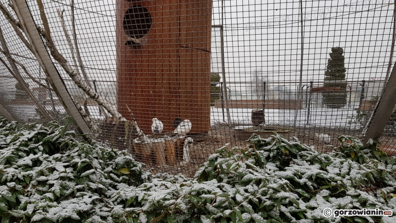12/17 Noworoczne opady śniegu w Gorzowie