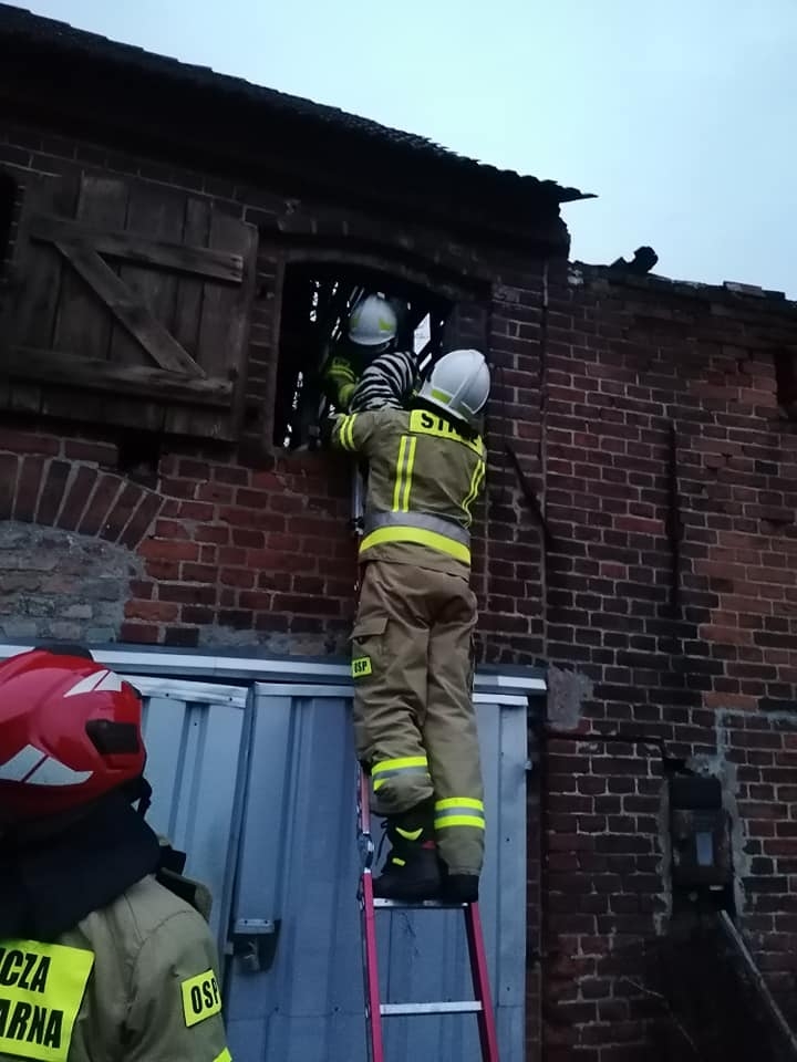 3/6 Akcja ratunkowa psa w Racławiu