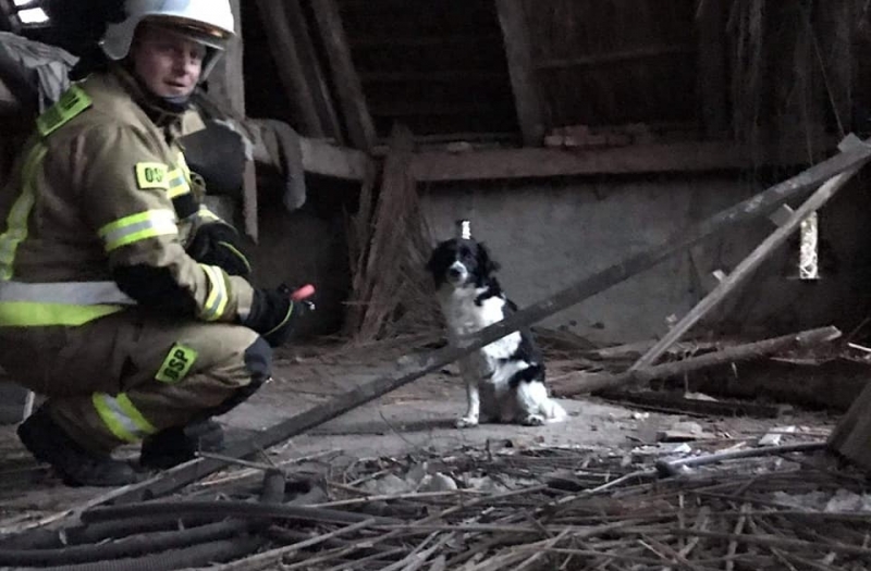 4/6 Akcja ratunkowa psa w Racławiu