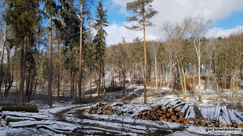 3/13 Wycinka drzew w parku Słowiańskim