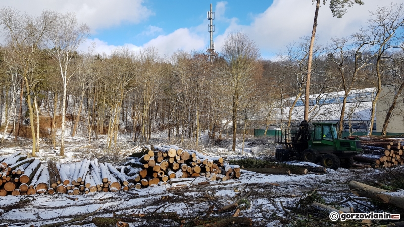 6/13 Wycinka drzew w parku Słowiańskim