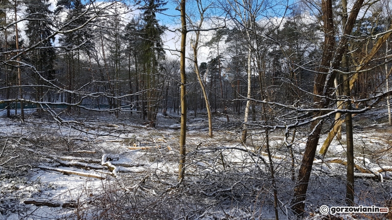 7/13 Wycinka drzew w parku Słowiańskim