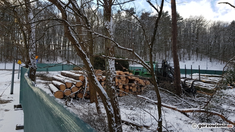 8/13 Wycinka drzew w parku Słowiańskim