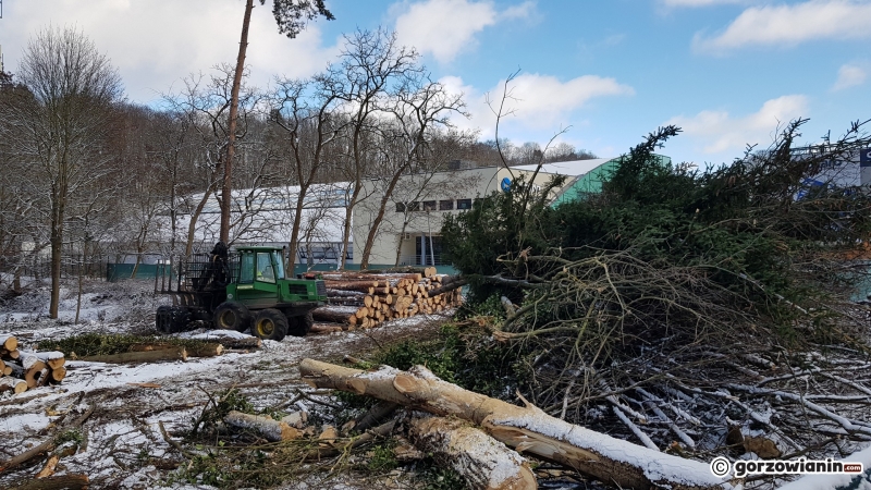 9/13 Wycinka drzew w parku Słowiańskim