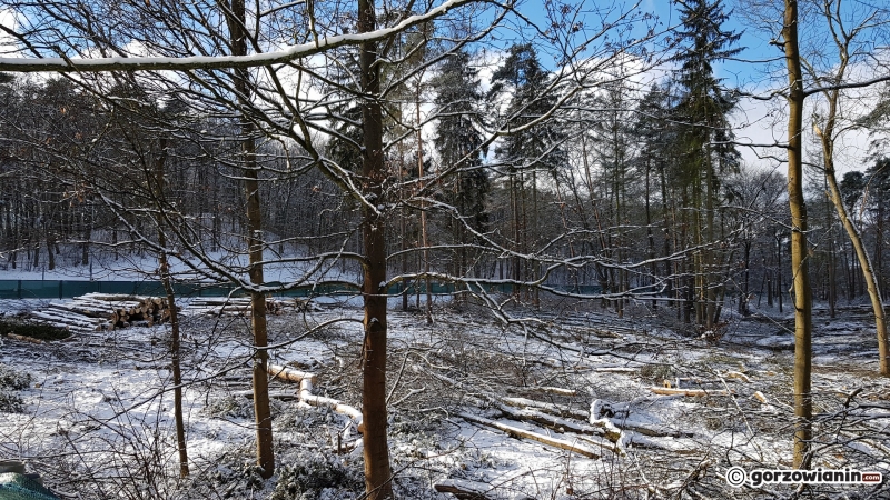 10/13 Wycinka drzew w parku Słowiańskim