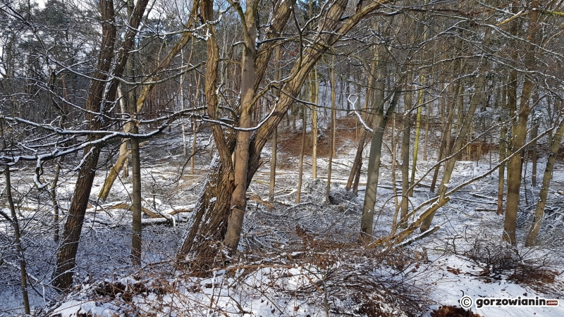 12/13 Wycinka drzew w parku Słowiańskim