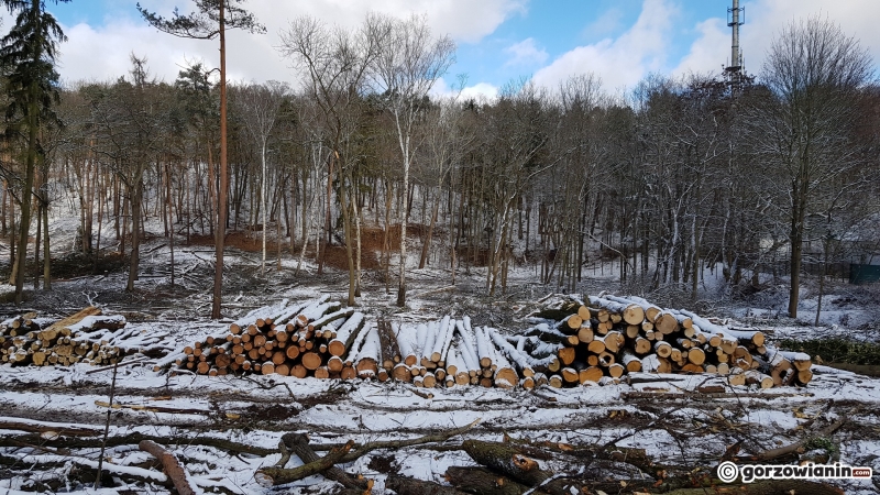 13/13 Wycinka drzew w parku Słowiańskim