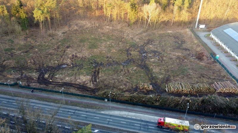 3/9 Trwa wycinka drzew w Parku Słowiańskim