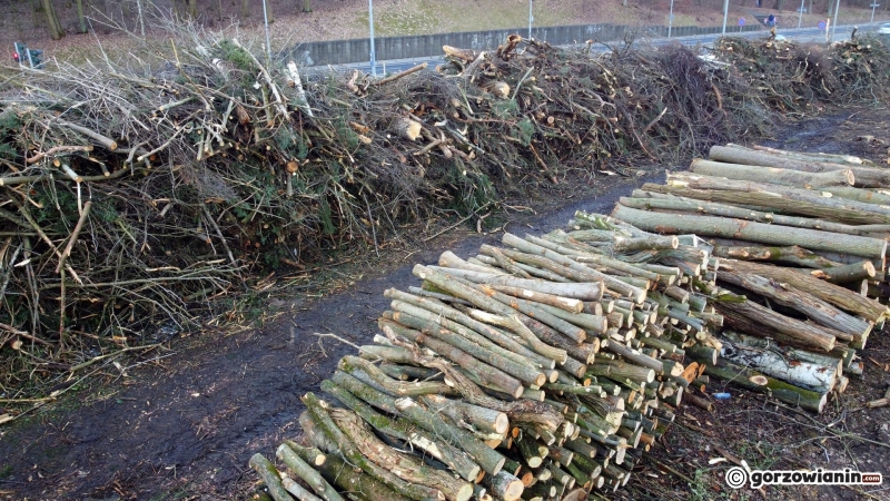 7/9 Trwa wycinka drzew w Parku Słowiańskim