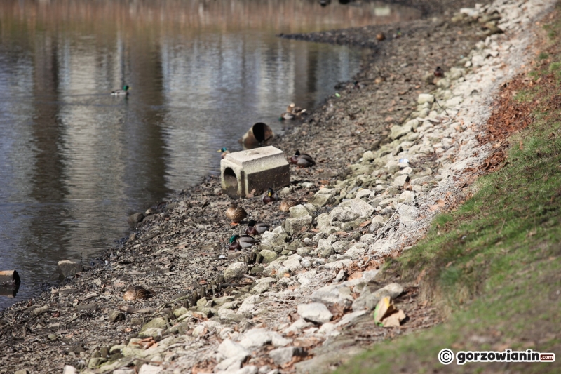 6/22 Prace rewitalizacyjne w parku Róż