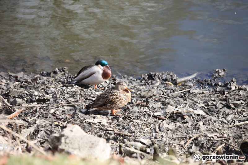 7/22 Prace rewitalizacyjne w parku Róż