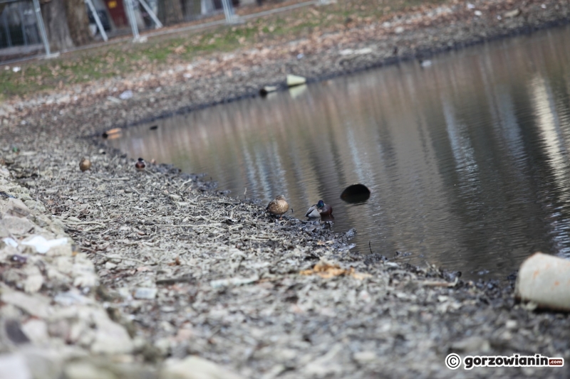 9/22 Prace rewitalizacyjne w parku Róż