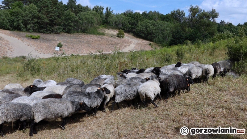 3/10 Owce wróciły na Gorzowskie Murawy