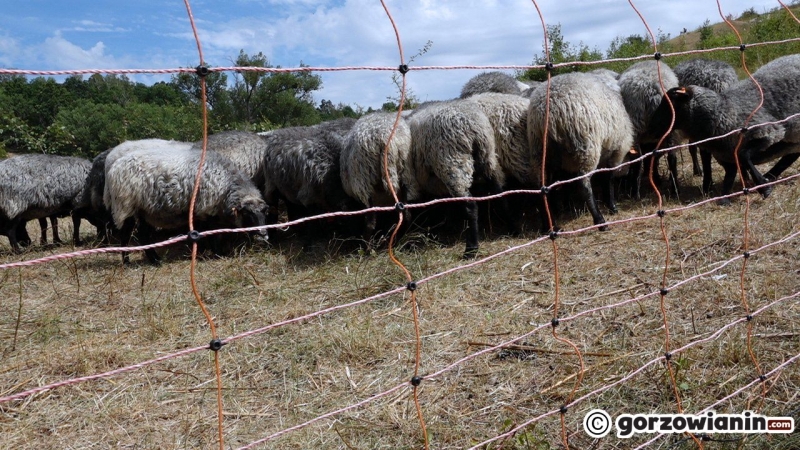 4/10 Owce wróciły na Gorzowskie Murawy