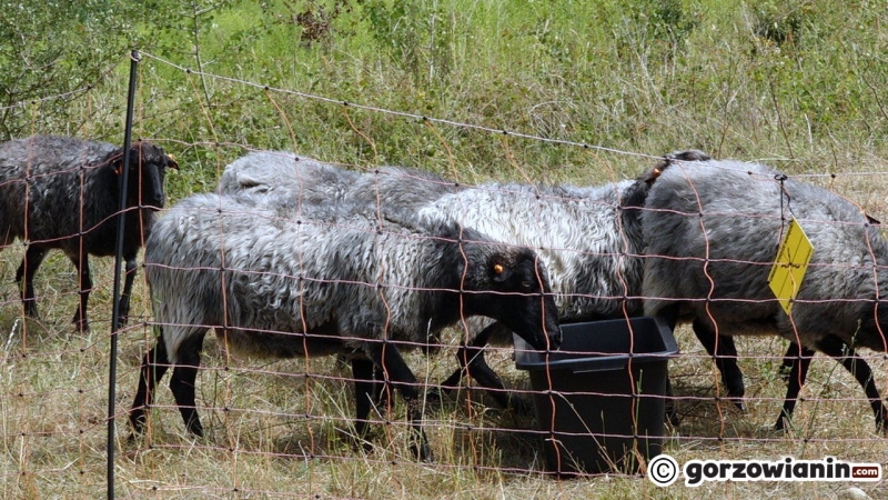 6/10 Owce wróciły na Gorzowskie Murawy