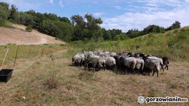 7/10 Owce wróciły na Gorzowskie Murawy