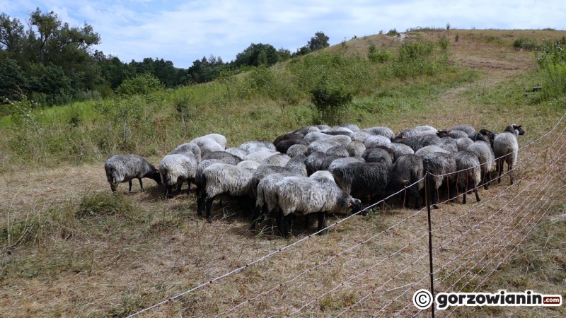 8/10 Owce wróciły na Gorzowskie Murawy