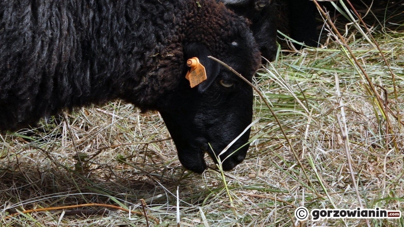 9/10 Owce wróciły na Gorzowskie Murawy