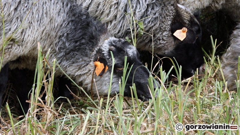 10/10 Owce wróciły na Gorzowskie Murawy