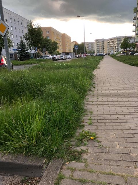 3/8 Zarośnięte trawniki na os. Górczyn i Manhattan