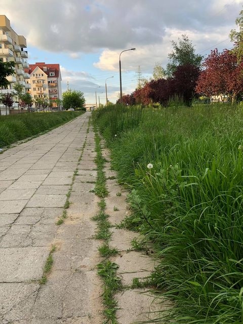 4/8 Zarośnięte trawniki na os. Górczyn i Manhattan