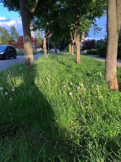 5/8 Zarośnięte trawniki na os. Górczyn i Manhattan