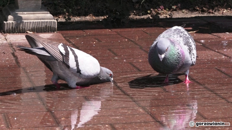 12/13 Kurtyny wodne chłodzą mieszkańców Gorzowa