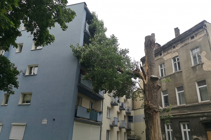 3/4 Strażacy uratowali gniazdo z pisklakami z pochylonego drzewa