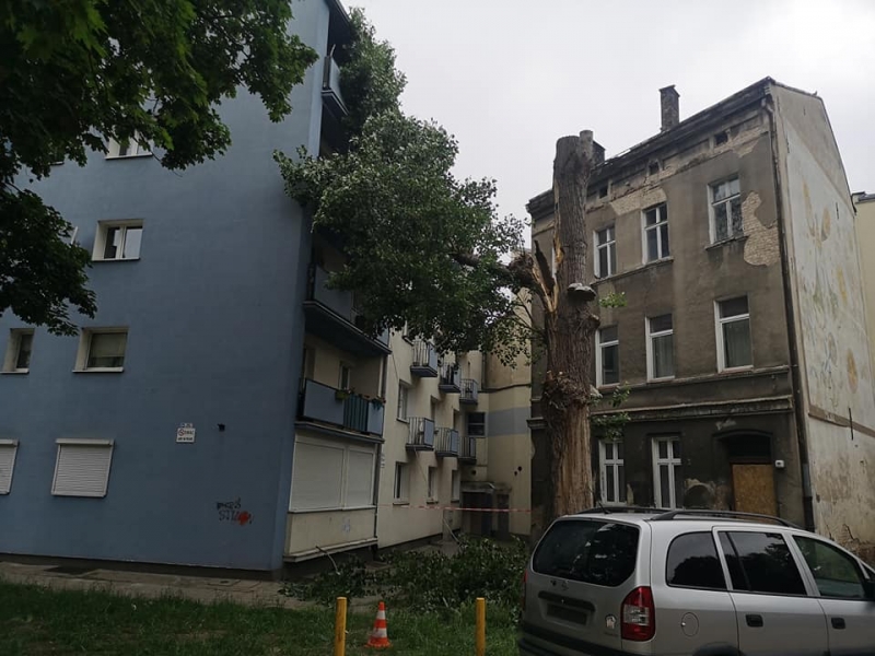 4/4 Strażacy uratowali gniazdo z pisklakami z pochylonego drzewa