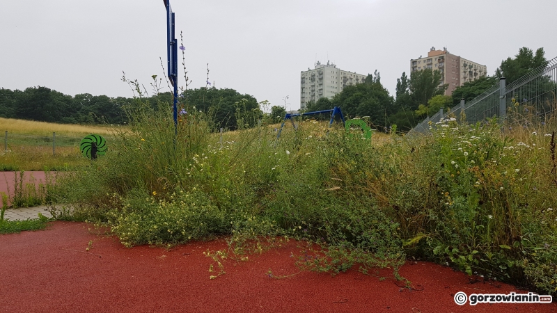 5/11 Zarośnięty plac zabaw przy Filharmonii Gorzowskiej