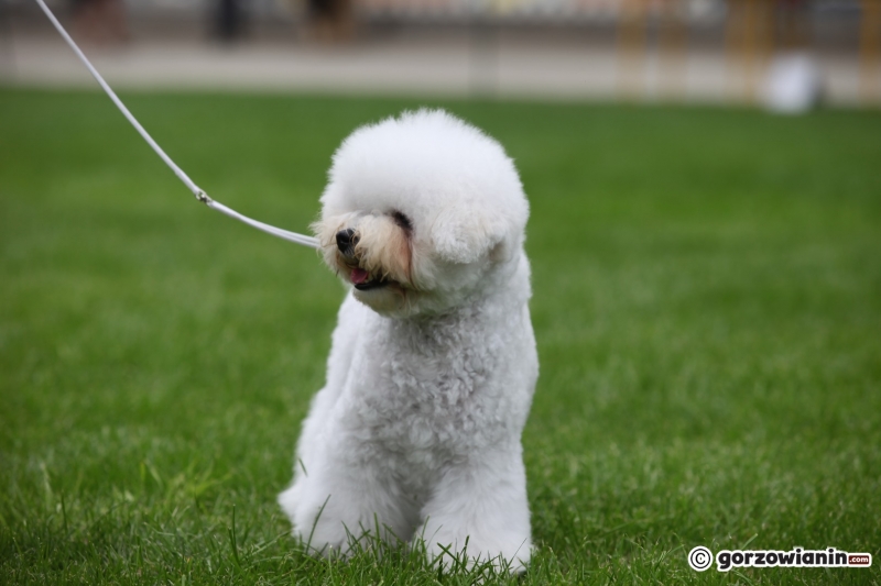 3/57 52. Gorzowska Krajowa Wystawa Psów Rasowych