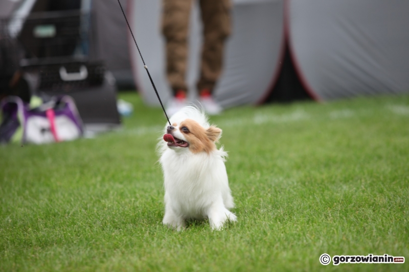 4/57 52. Gorzowska Krajowa Wystawa Psów Rasowych