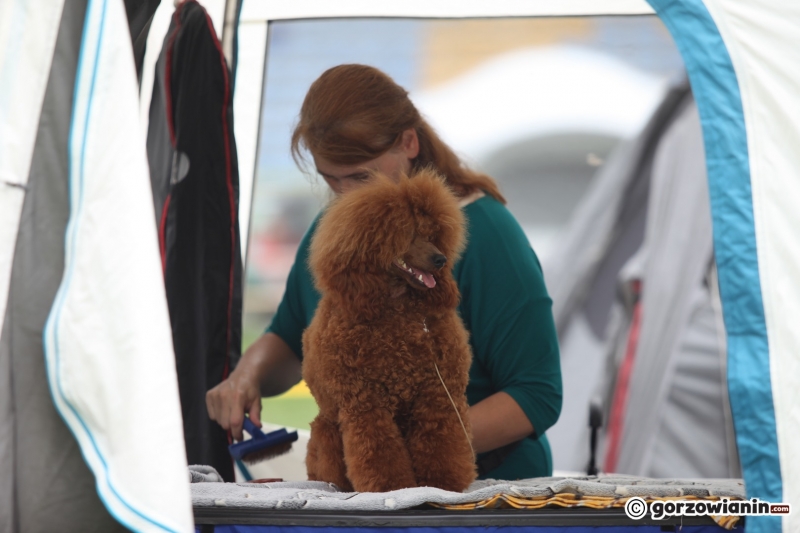 5/57 52. Gorzowska Krajowa Wystawa Psów Rasowych