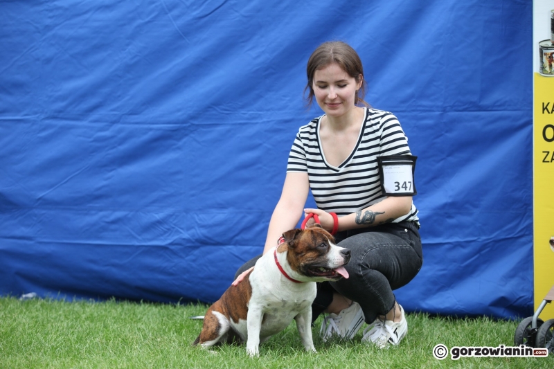 6/57 52. Gorzowska Krajowa Wystawa Psów Rasowych