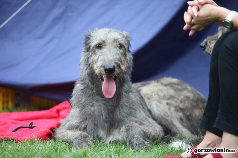 7/57 52. Gorzowska Krajowa Wystawa Psów Rasowych