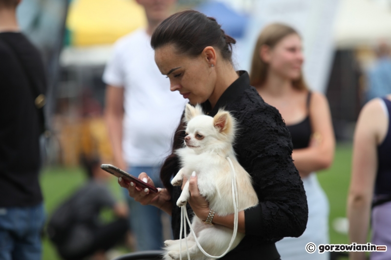 8/57 52. Gorzowska Krajowa Wystawa Psów Rasowych