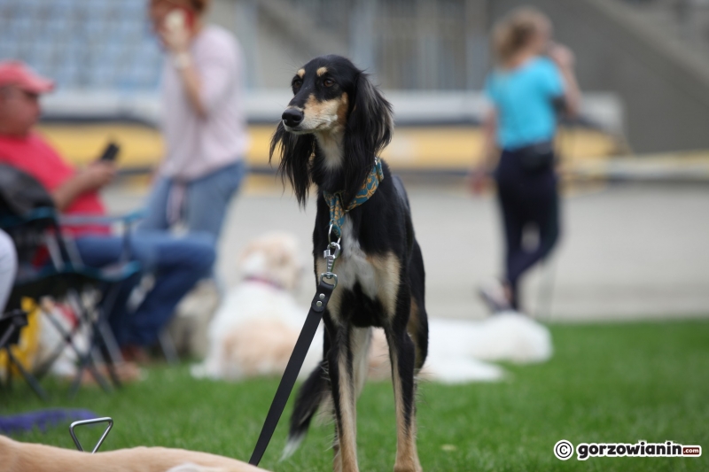 9/57 52. Gorzowska Krajowa Wystawa Psów Rasowych