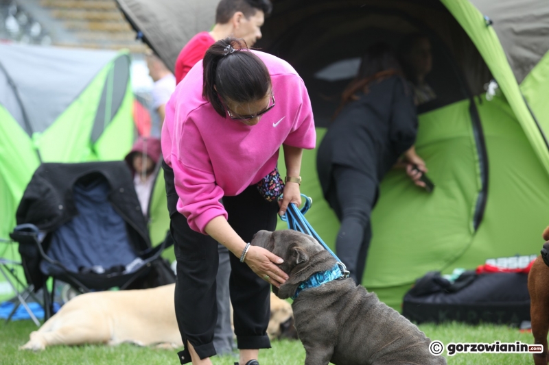 10/57 52. Gorzowska Krajowa Wystawa Psów Rasowych