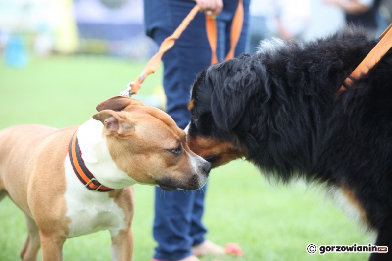 11/57 52. Gorzowska Krajowa Wystawa Psów Rasowych