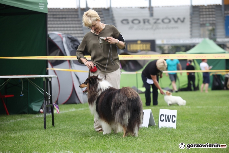 12/57 52. Gorzowska Krajowa Wystawa Psów Rasowych