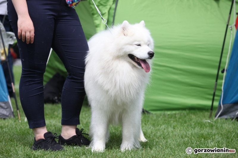 14/57 52. Gorzowska Krajowa Wystawa Psów Rasowych