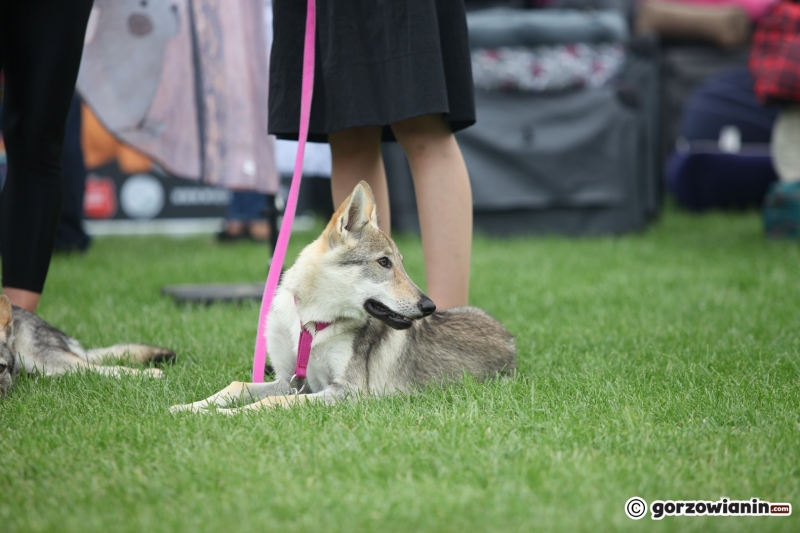 15/57 52. Gorzowska Krajowa Wystawa Psów Rasowych