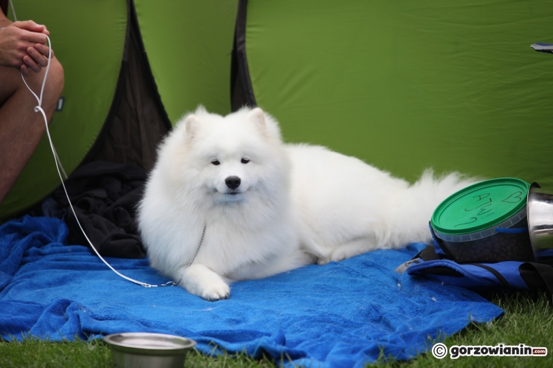 16/57 52. Gorzowska Krajowa Wystawa Psów Rasowych