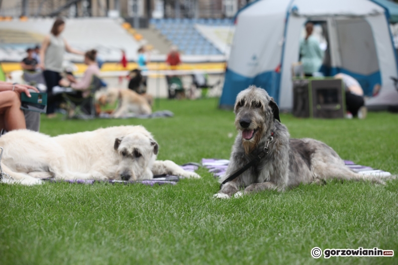 17/57 52. Gorzowska Krajowa Wystawa Psów Rasowych