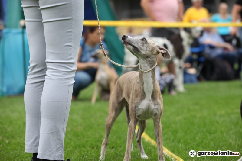 18/57 52. Gorzowska Krajowa Wystawa Psów Rasowych