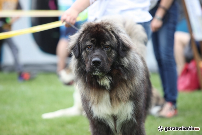 19/57 52. Gorzowska Krajowa Wystawa Psów Rasowych