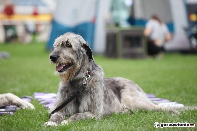 20/57 52. Gorzowska Krajowa Wystawa Psów Rasowych